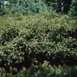 thumbnail for publication: Abelia x grandiflora: Glossy Abelia